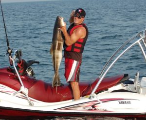 My Thrilling Cobia Chase in the Chesapeake Bay