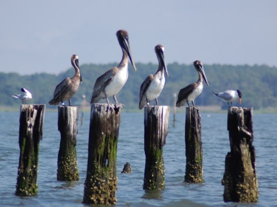 pelicans on Chesapeake Bay